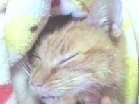 ginger.jpg